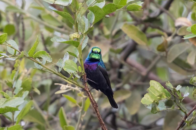 Purple-banded Sunbird.    South Africa