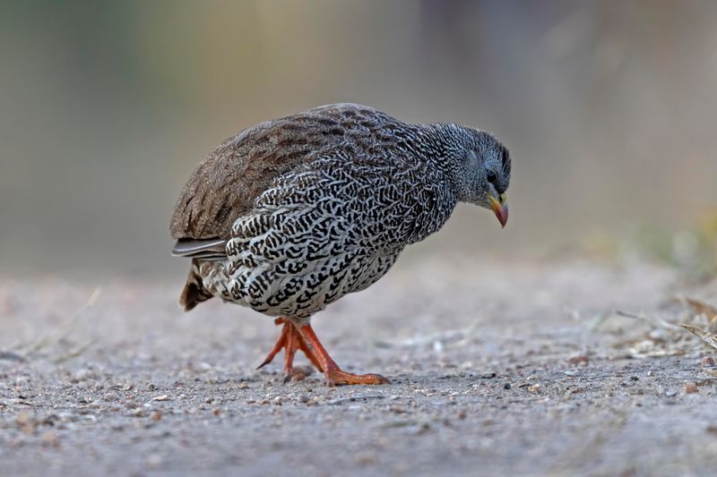 Natal Spurfowl   South Africa