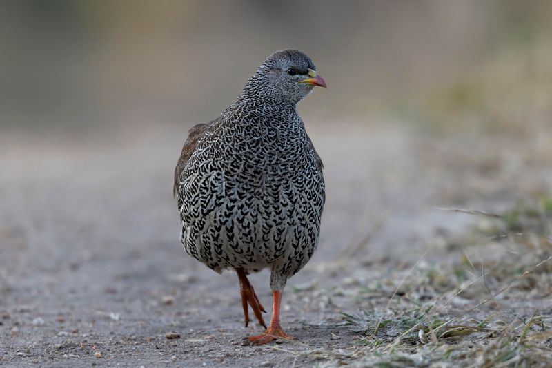 Natal Spurfowl   South Africa