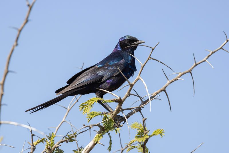 Meve's Starling   South Africa