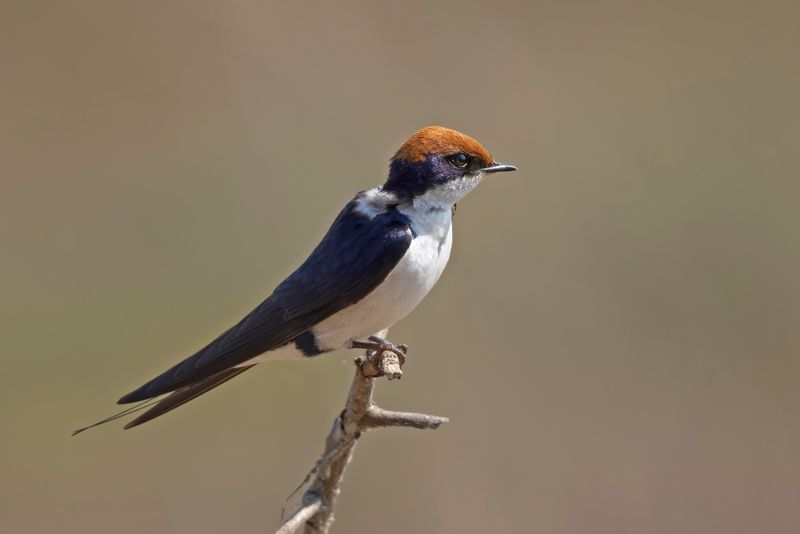 Wire-tailed Swallow.    South Africa