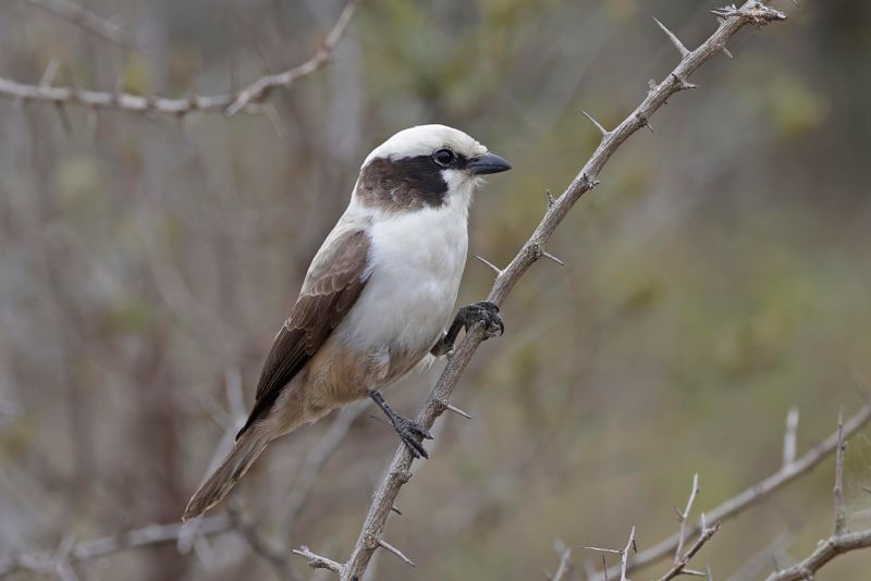 Shrike, Southern White-crowned 