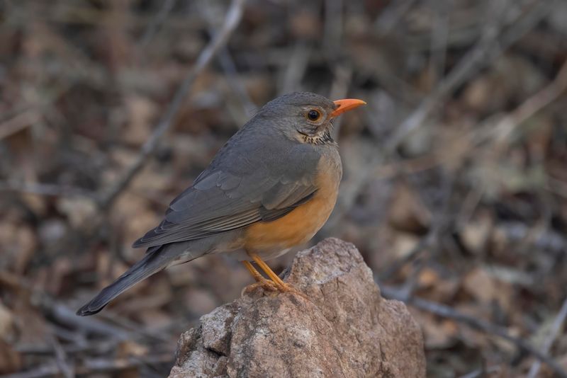 Kurrichane Thrush.    South Africa