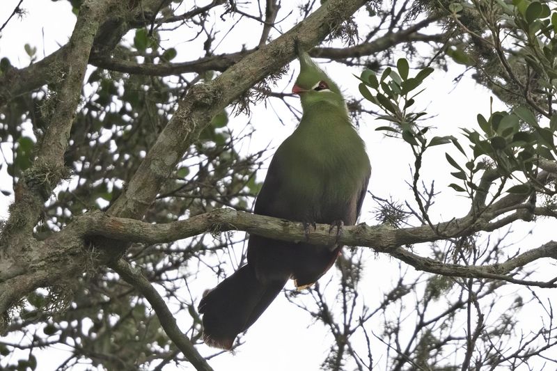 Livingston's Turaco.    South Africa