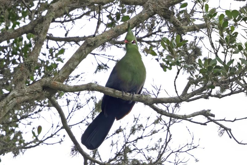 Livingston's Turaco.    South Africa