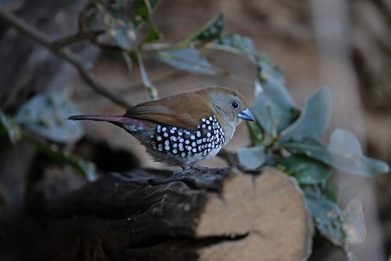 Pink-throated Twinspot  South Africa