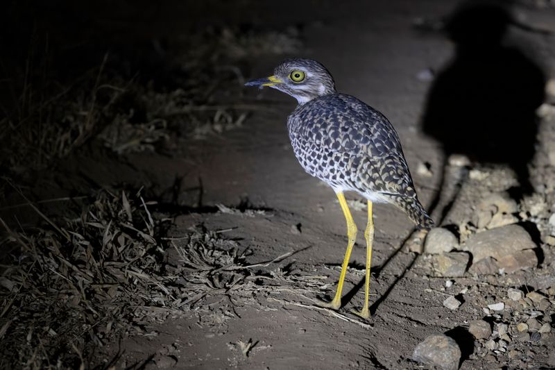 Spotted Thick-knee.  South Africa