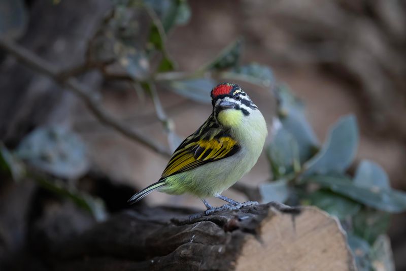 Red-fronted Tinkerbird     South Africa