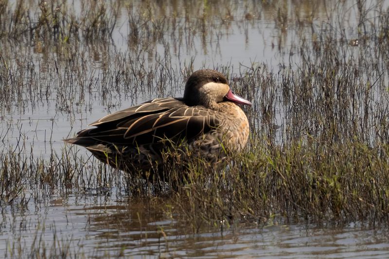 Red-billed Teal    South Africa