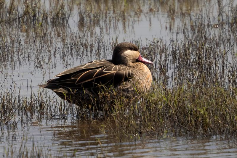 Teal,Red-billed 