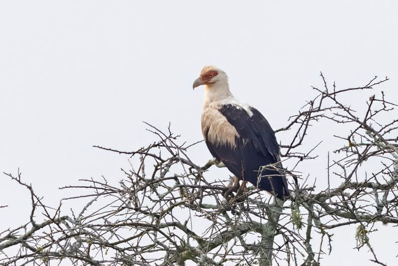 Palm Nut Vulture.   South Africa