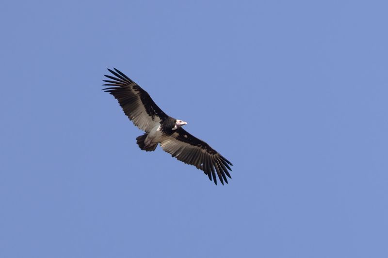 White-headed Vulture.    South Africa