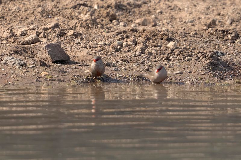 Common Waxbill.   South Africa