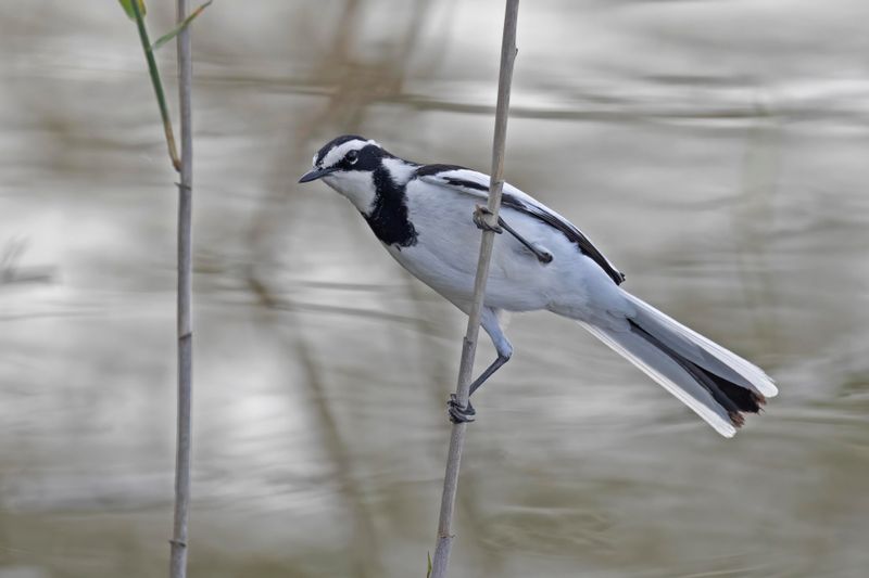 Wagtail, African Pied 