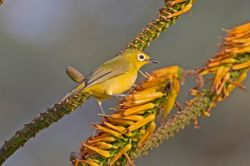 African Yellow White-eye.  South Africa
