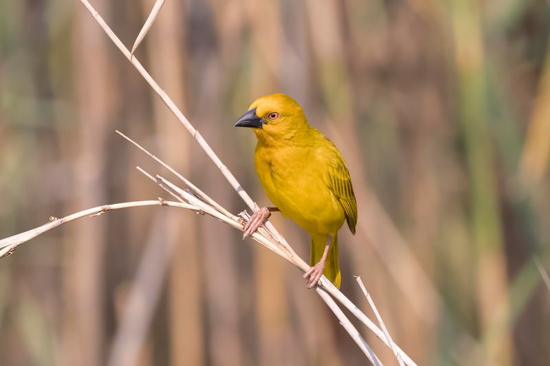 Yellow Weaver    South Africa