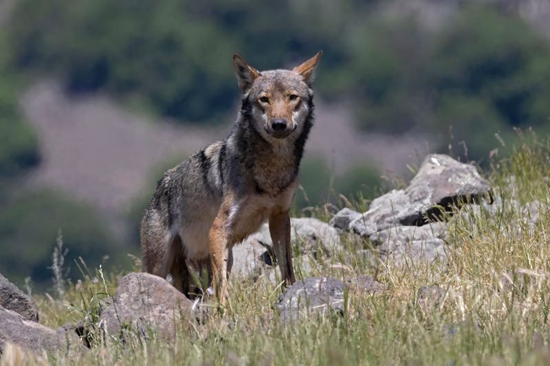 Eurasian Wolf     Bulgaria