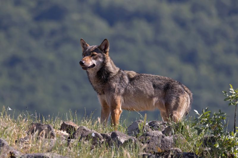 Eurasian Wolf     Bulgaria