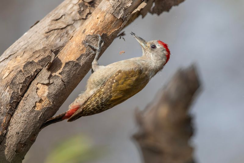 African Grey Woodpecker    Gambia