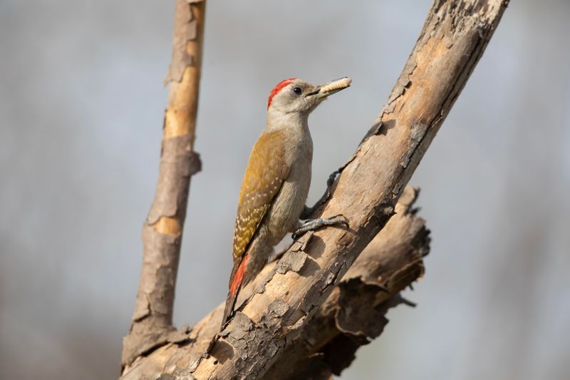 African Grey Woodpecker    Gambia