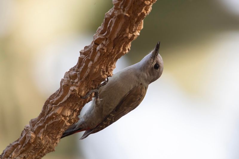 African Grey Woodpecker    Gambia