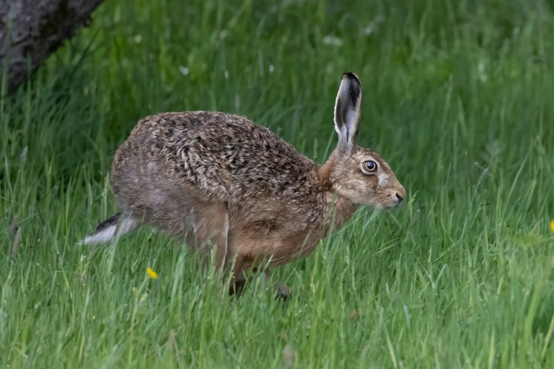 Brown Hare.  Scotland