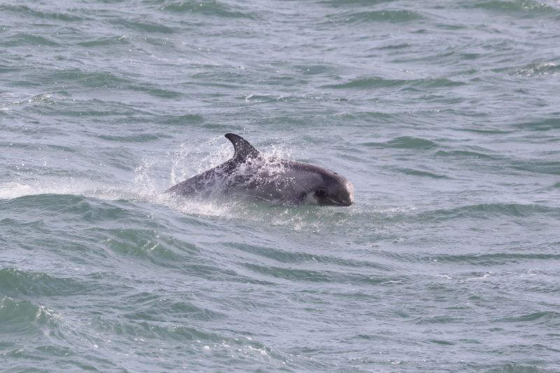 Risso's Dolphin.    Wales