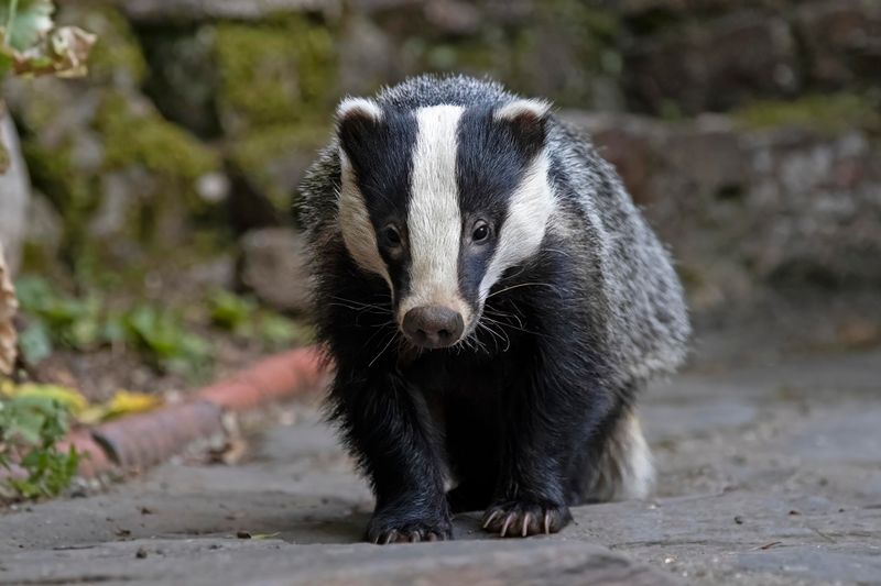 European Badger    Wales