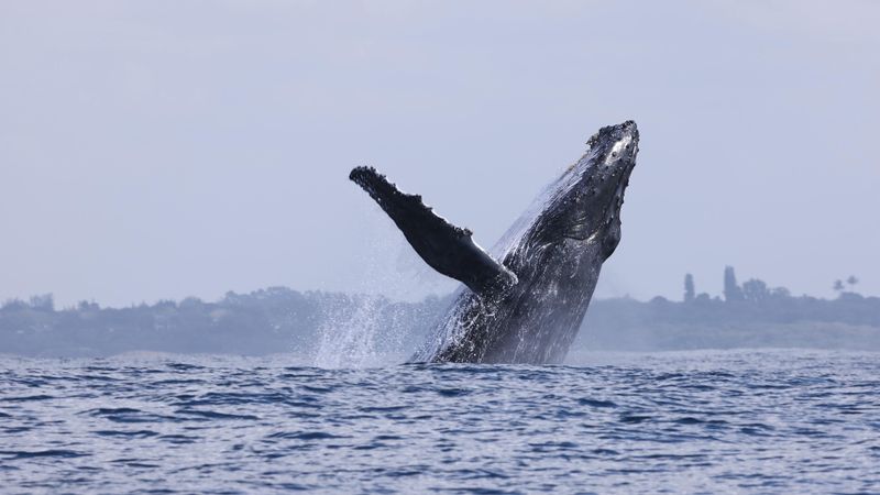 Humpback Whale.   South Africa