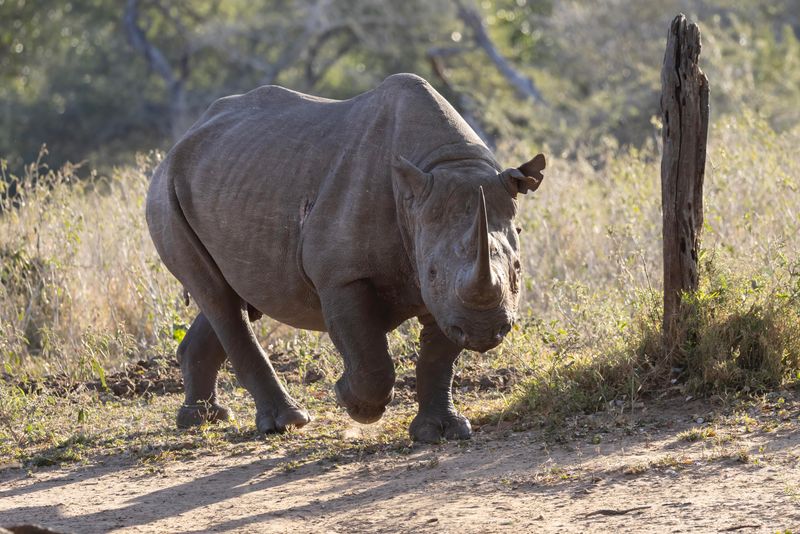 Black Rhinocerous    South Africa