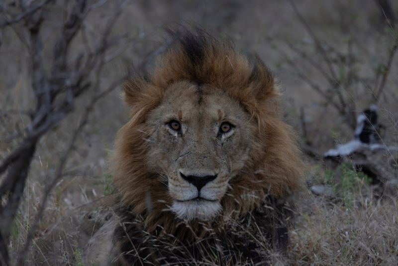 Lion.    South Africa