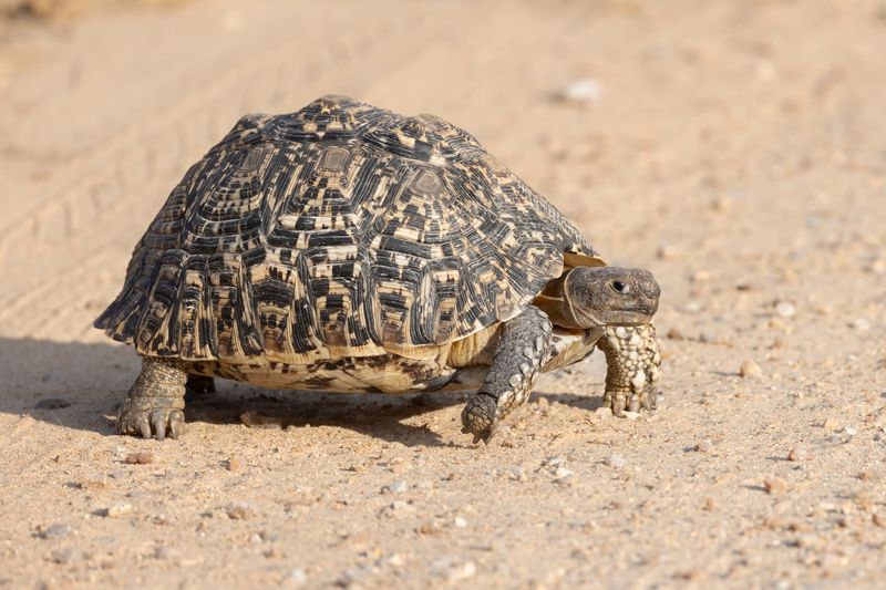Leopard Tortoise     South Africa