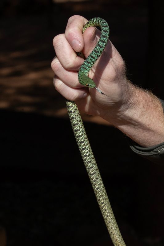 Snake,Green Bush 
