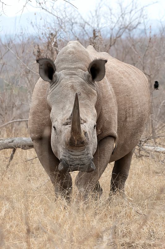 White Rhinocerous.   South Africa