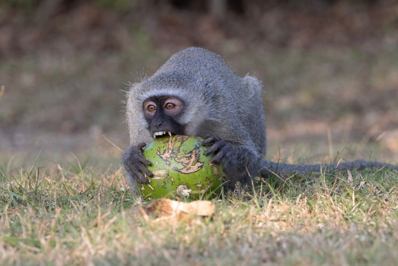 Vervet Monkey.   South Africa