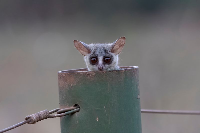 Lesser Bushbaby.   South Africa