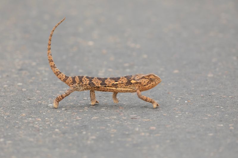 Chameleon.   South Africa