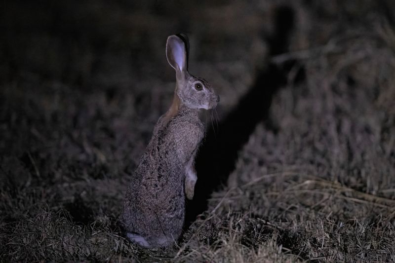 Scrub Hare.   South Africa
