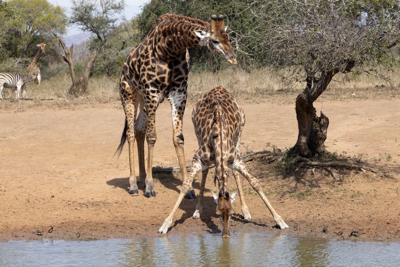 Giraffe.  South Africa