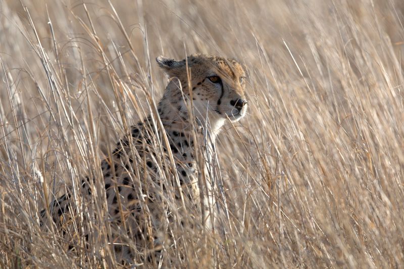 Cheetah.     South Africa