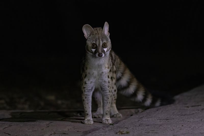 Large Spotted Genet.    South Africa