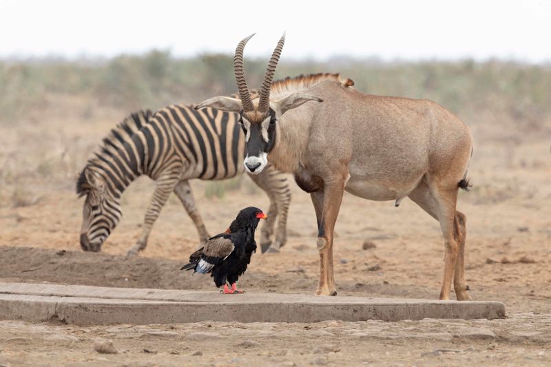 Roan Antelope.  South Africa