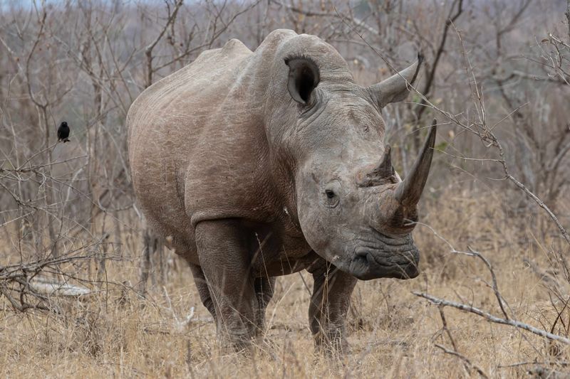 White Rhinocerous.   South Africa