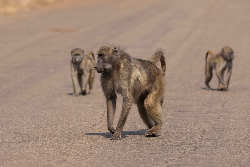 Chacma Baboon.    South Africa