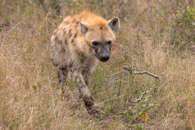Hyena,Spotted