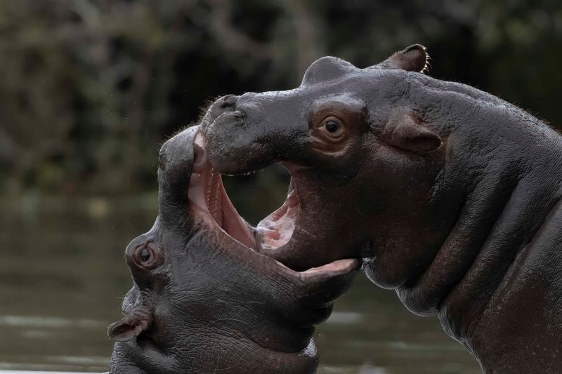 Hippopotomus  South Africa