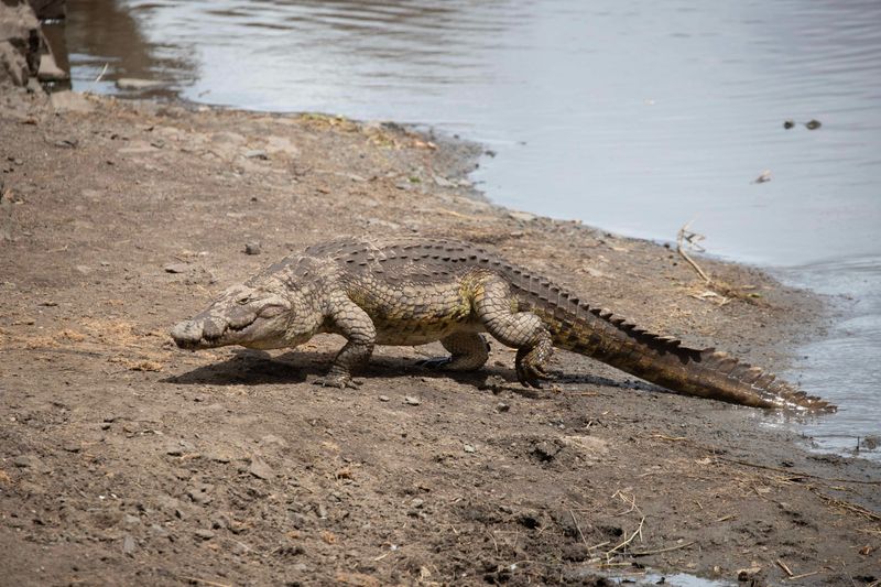 Nile Crocodile.  South Africa