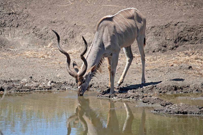 Kudu,Greater