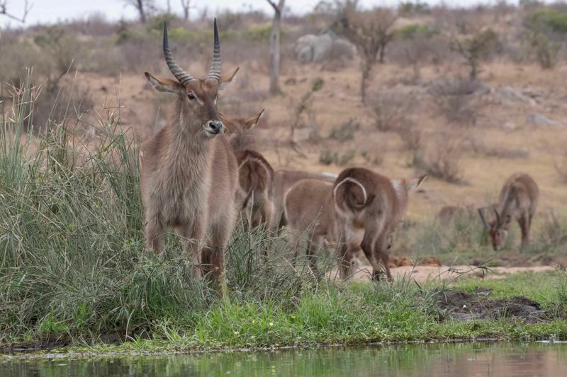 Waterbuck.  South Africa