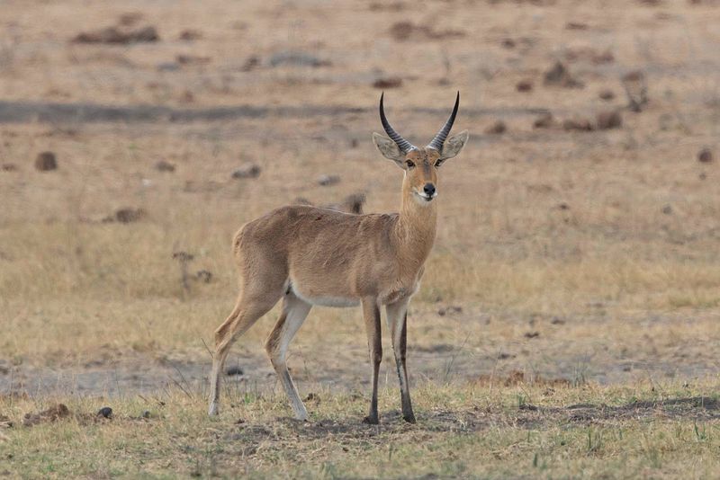 Southern Reedbuck.     South Africa